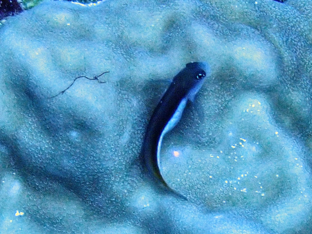 Click to View Bicolor Blenny<br><span style='font-size:12px'><i>Dave & Rose</i></span>