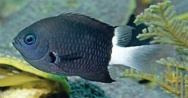 Click to View Bicolor Chromis<br><span style='font-size:12px'><i>Fishbase</i></span>