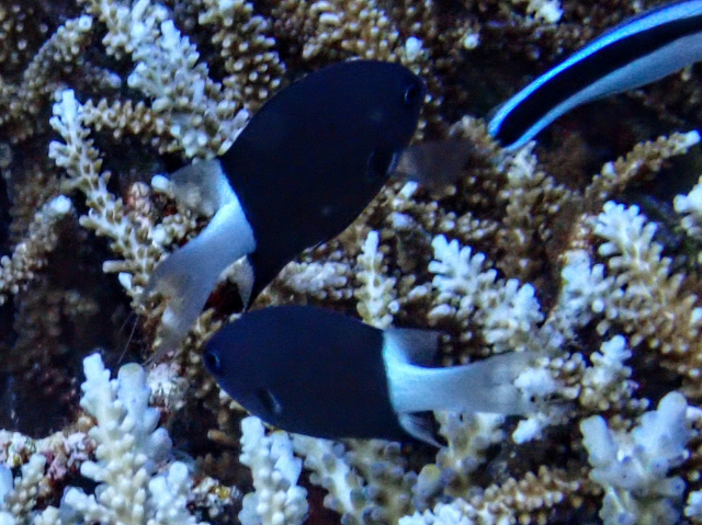 Bicolour Chromis<br><span style='font-size:12px'><i>Dave & Rose</i></span>