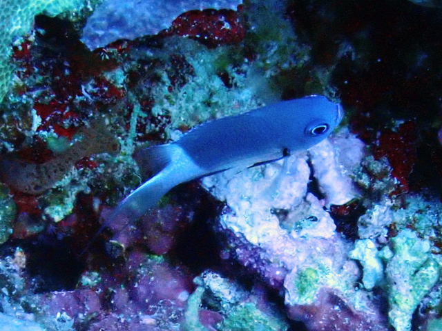 Click to View Bicolour Chromis<br><span style='font-size:12px'><i>Dave & Rose</i></span>