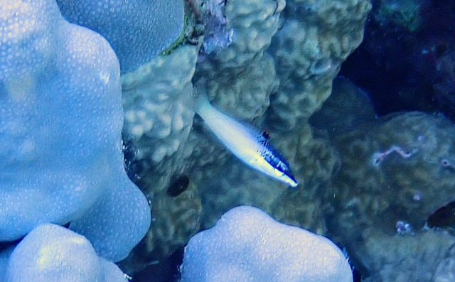 Click to View Bicolor Cleaner Wrasse - juvenile<br><span style='font-size:12px'><i>Dave & Rose</i></span>