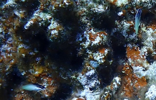 Click to View Bicolor Cleaner Wrasse<br><span style='font-size:12px'><i>Dave & Rose</i></span>