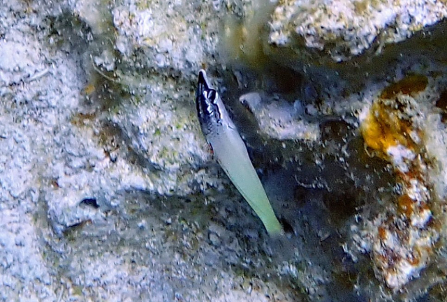 Click to View Bicolor Cleaner Wrasse<br><span style='font-size:12px'><i>Dave & Rose</i></span>