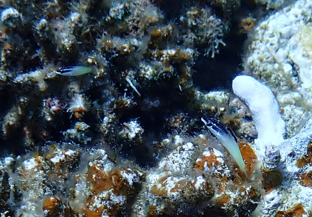 Click to View Bicolor Cleaner Wrasse<br><span style='font-size:12px'><i>Dave & Rose</i></span>