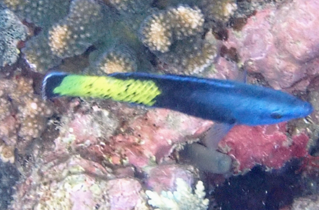 Click to View Bicolor Cleaner Wrasse<br><span style='font-size:12px'><i>Dave & Rose</i></span>