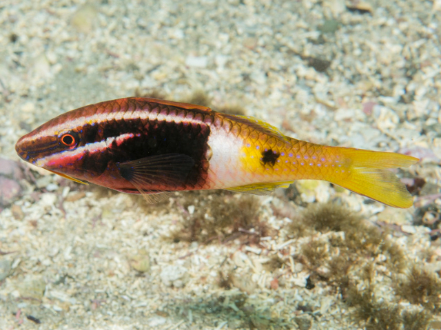 Bicolour Goatfish<br><span style='font-size:12px'><i>iNaturalist</i>&nbsp&nbsp&nbsp&nbsp</span>