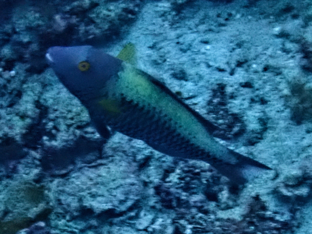 Click to View Bicolour Parrotfish<br><span style='font-size:12px'><i>Dave & Rose</i></span>