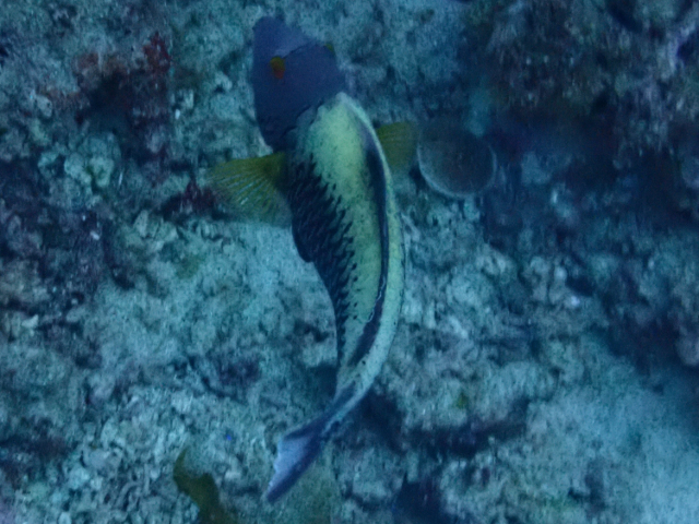 Click to View Bicolour Parrotfish<br><span style='font-size:12px'><i>Dave & Rose</i></span>