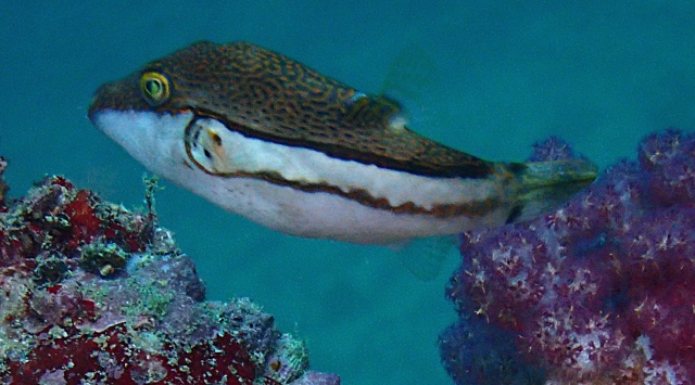 Click to View Bicoloured Toby<br><span style='font-size:12px'><i>Dave & Rose</i></span>