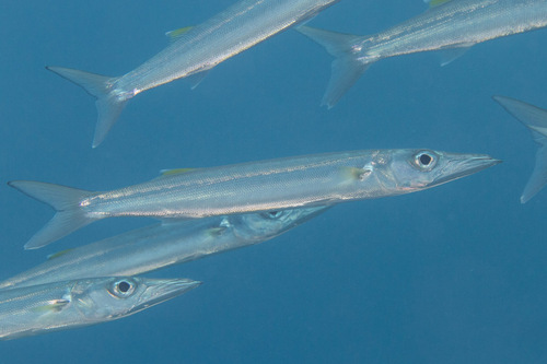 Click to View Bigeye Barracuda<br><span style='font-size:12px'><i>iNaturalist</i></span>