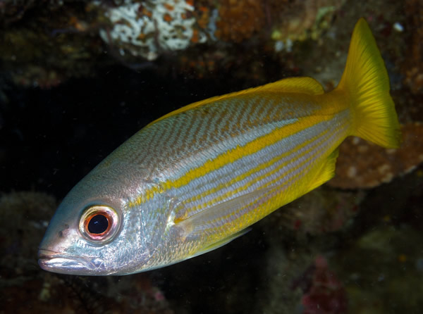 Click to View Bigeye Snapper<br><span style='font-size:12px'><i>Fishbase</i></span>
