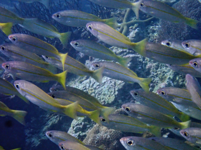 Click to View Bigeye Snapper<br><span style='font-size:12px'><i>Dave & Rose</i></span>