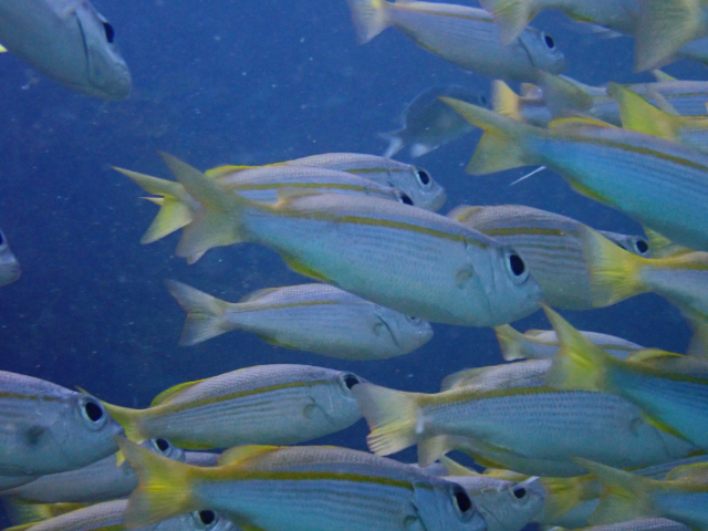 Click to View Bigeye Snapper<br><span style='font-size:12px'><i>Dave & Rose</i></span>