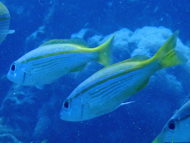 Click to View Bigeye Snapper<br><span style='font-size:12px'><i>Dave & Rose</i></span>