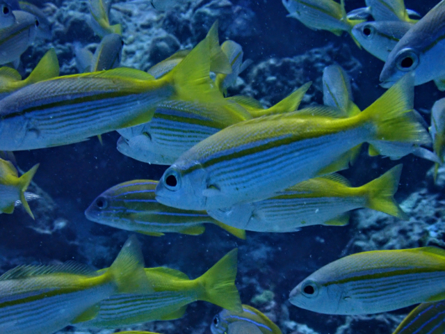 Click to View Bigeye Snapper<br><span style='font-size:12px'><i>Dave & Rose</i></span>