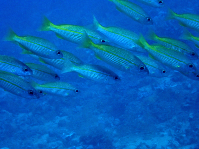 Click to View Bigeye Snapper<br><span style='font-size:12px'><i>Dave & Rose</i></span>