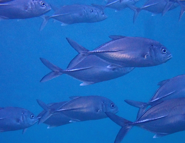 Click to View Bigeye Trevally<br><span style='font-size:12px'><i>Dave & Rose</i></span>