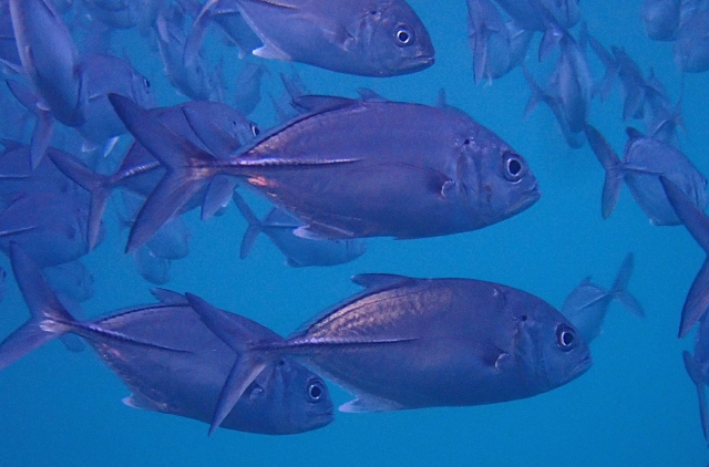 Click to View Bigeye Trevally<br><span style='font-size:12px'><i>Dave & Rose</i></span>