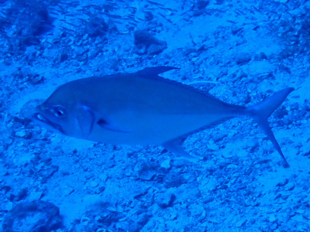 Click to View Bigeye Trevally<br><span style='font-size:12px'><i>Dave & Rose</i></span>