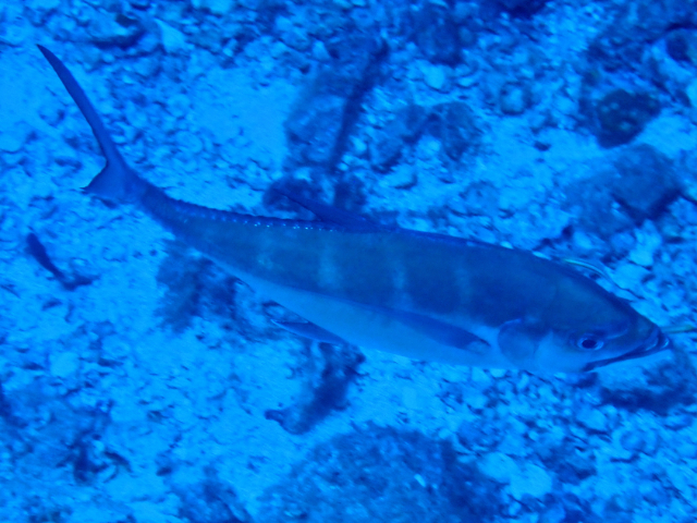 Click to View Bigeye Trevally - juvenile<br><span style='font-size:12px'><i>Dave & Rose</i></span>