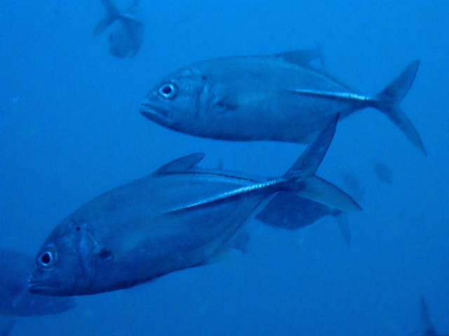 Click to View Bigeye Trevally<br><span style='font-size:12px'><i>Dave & Rose</i></span>