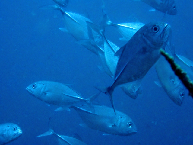 Click to View Bigeye Trevally<br><span style='font-size:12px'><i>Dave & Rose</i></span>