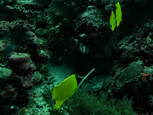 Big Longnose Butterflyfish<br><span style='font-size:12px'><i>Dave & Rose</i>&nbsp&nbspMaldives&nbsp&nbsp11th Jan 2026</span>