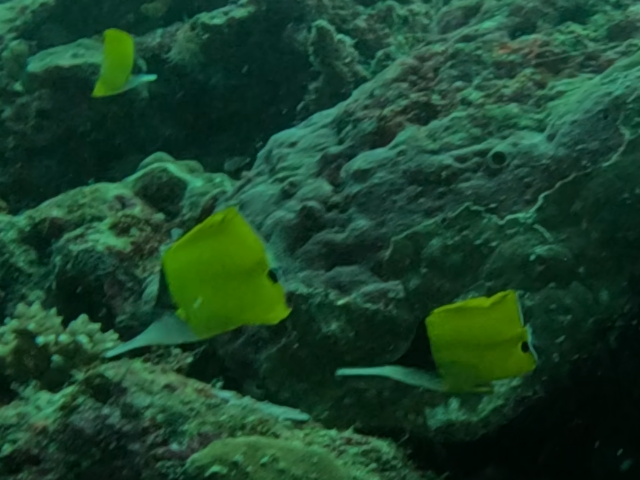 Big Longnose Butterflyfish<br><span style='font-size:12px'><i>Dave & Rose</i></span>
