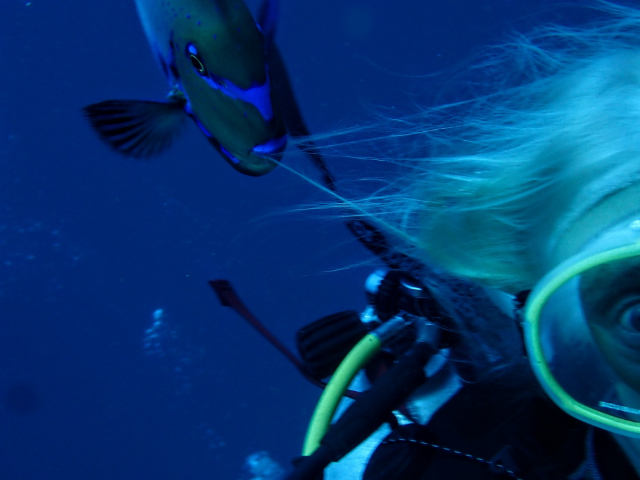 Click to View Bignose Unicornfish<br><span style='font-size:12px'><i>Dave & Rose</i></span>