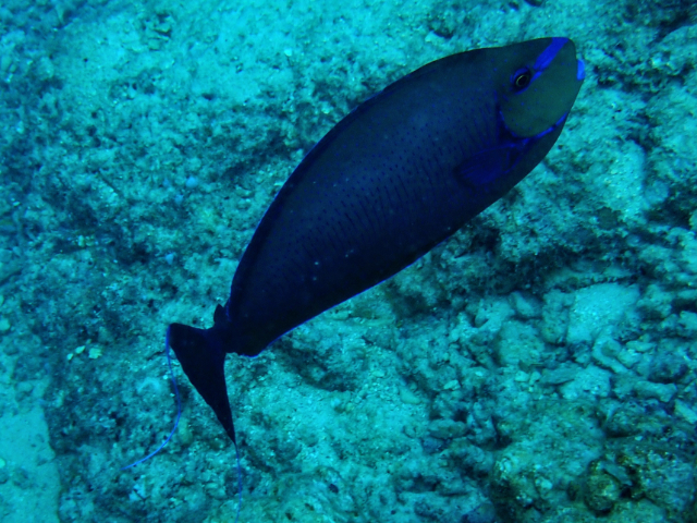 Click to View Bignose Unicornfish<br><span style='font-size:12px'><i>Dave & Rose</i></span>