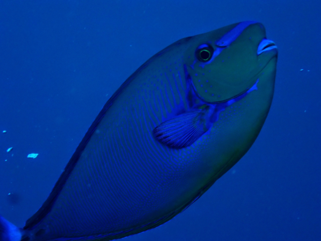 Click to View Bignose Unicornfish<br><span style='font-size:12px'><i>Dave & Rose</i></span>