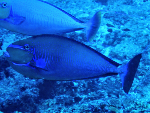 Click to View Bignose Unicornfish<br><span style='font-size:12px'><i>Dave & Rose</i></span>