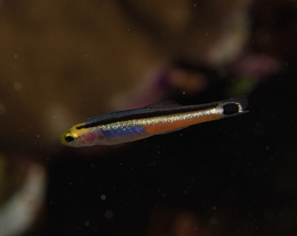 Click to View Bigspot Minidartfish<br><span style='font-size:12px'><i>iNaturalist</i></span>