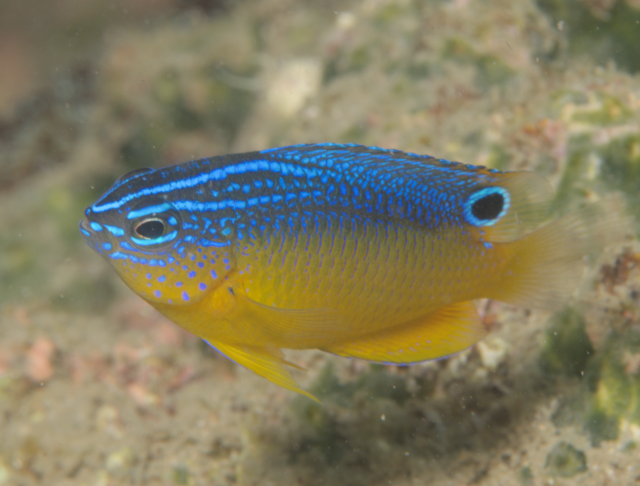 Click to View Bintan Damselfish<br><span style='font-size:12px'><i>iNaturalist</i></span>