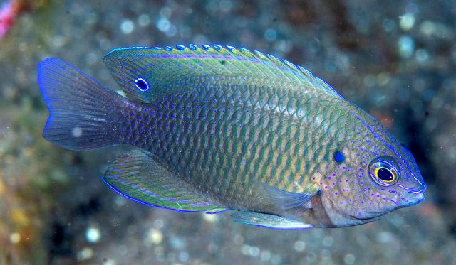 Click to View Bintan Damselfish<br><span style='font-size:12px'><i>iNaturalist</i></span>