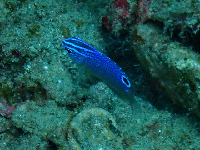 Click to View Bintan Damselfish<br><span style='font-size:12px'><i>Dave & Rose</i></span>