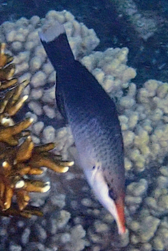 Click to View Bird Wrasse ♀️<br><span style='font-size:12px'><i>Dave & Rose</i></span>