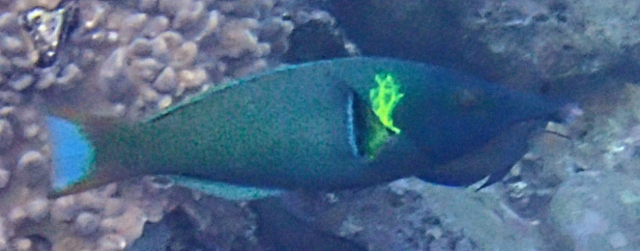 Click to View Bird Wrasse ♂️<br><span style='font-size:12px'><i>Dave & Rose</i></span>