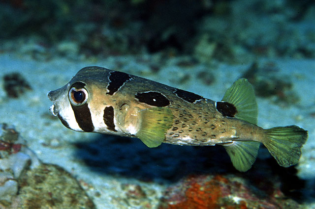 Click to View Black-Blotched porcupinefish<br><span style='font-size:12px'><i>Fishbase</i></span>
