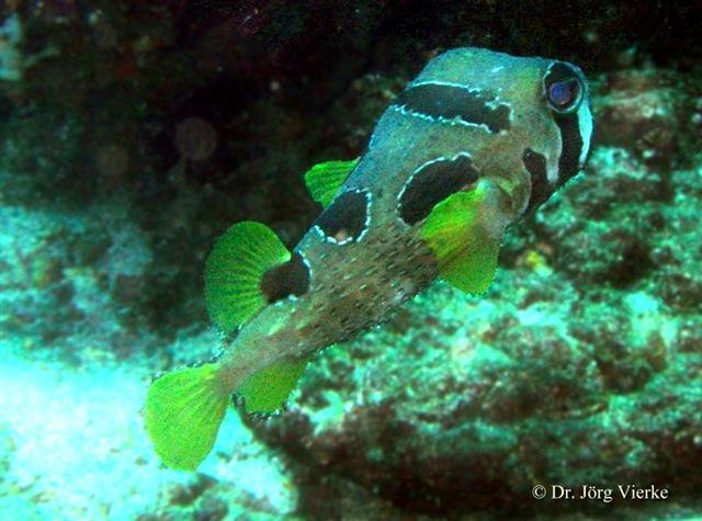 Click to View Black-Blotched Porcupinefish<br><span style='font-size:12px'><i>Fishbase</i></span>
