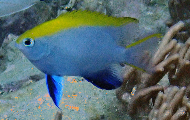 Click to View Black Damsel<br><span style='font-size:12px'><i>Dave & Rose</i></span>