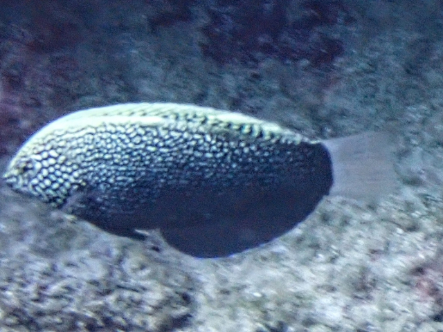 Click to View Black Leopard Wrasse - older Juv<br><span style='font-size:12px'><i>Dave & Rose</i></span>
