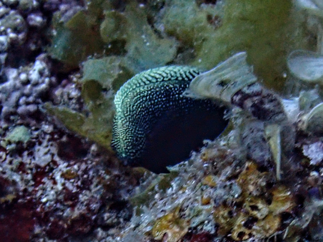 Click to View Black Leopard Wrasse - juvenile<br><span style='font-size:12px'><i>Dave & Rose</i></span>