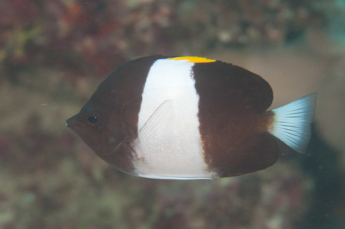 Click to View Black Pyramid Butterflyfish<br><span style='font-size:12px'><i>Dave & Rose</i></span>