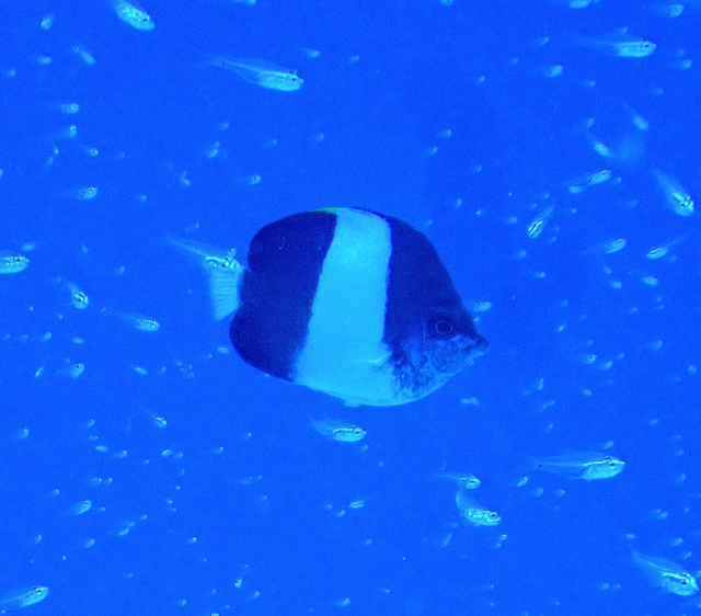 Black Pyramid Butterflyfish<br><span style='font-size:12px'><i>Dave & Rose</i></span>