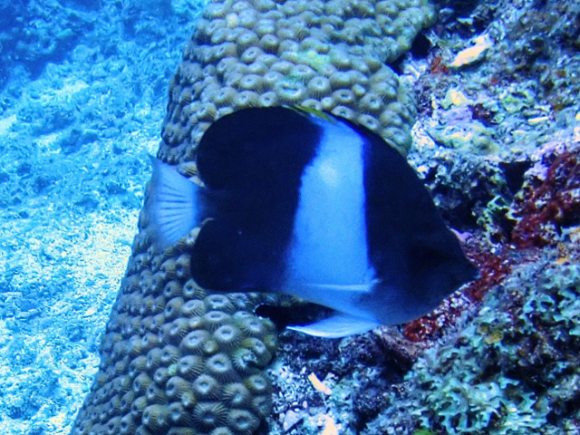 Click to View Black Pyramid Butterflyfish<br><span style='font-size:12px'><i>Dave & Rose</i></span>