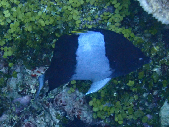 Click to View Black Pyramid Butterflyfish<br><span style='font-size:12px'><i>Dave & Rose</i></span>