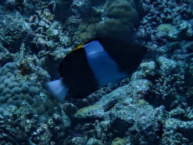 Click to View Black Pyramid Butterflyfish<br><span style='font-size:12px'><i>Dave & Rose</i></span>