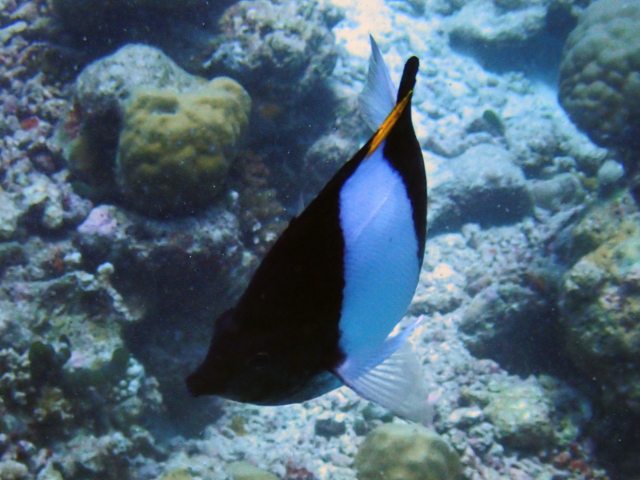 Click to View Black Pyramid Butterflyfish<br><span style='font-size:12px'><i>Dave & Rose</i></span>
