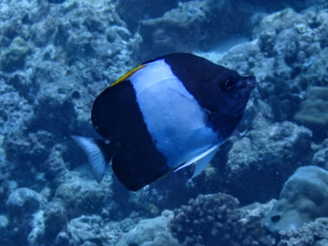 Black Pyramid Butterflyfish<br><span style='font-size:12px'><i>Dave & Rose</i>&nbsp&nbspMaldives&nbsp&nbsp14th Jan 2026</span>